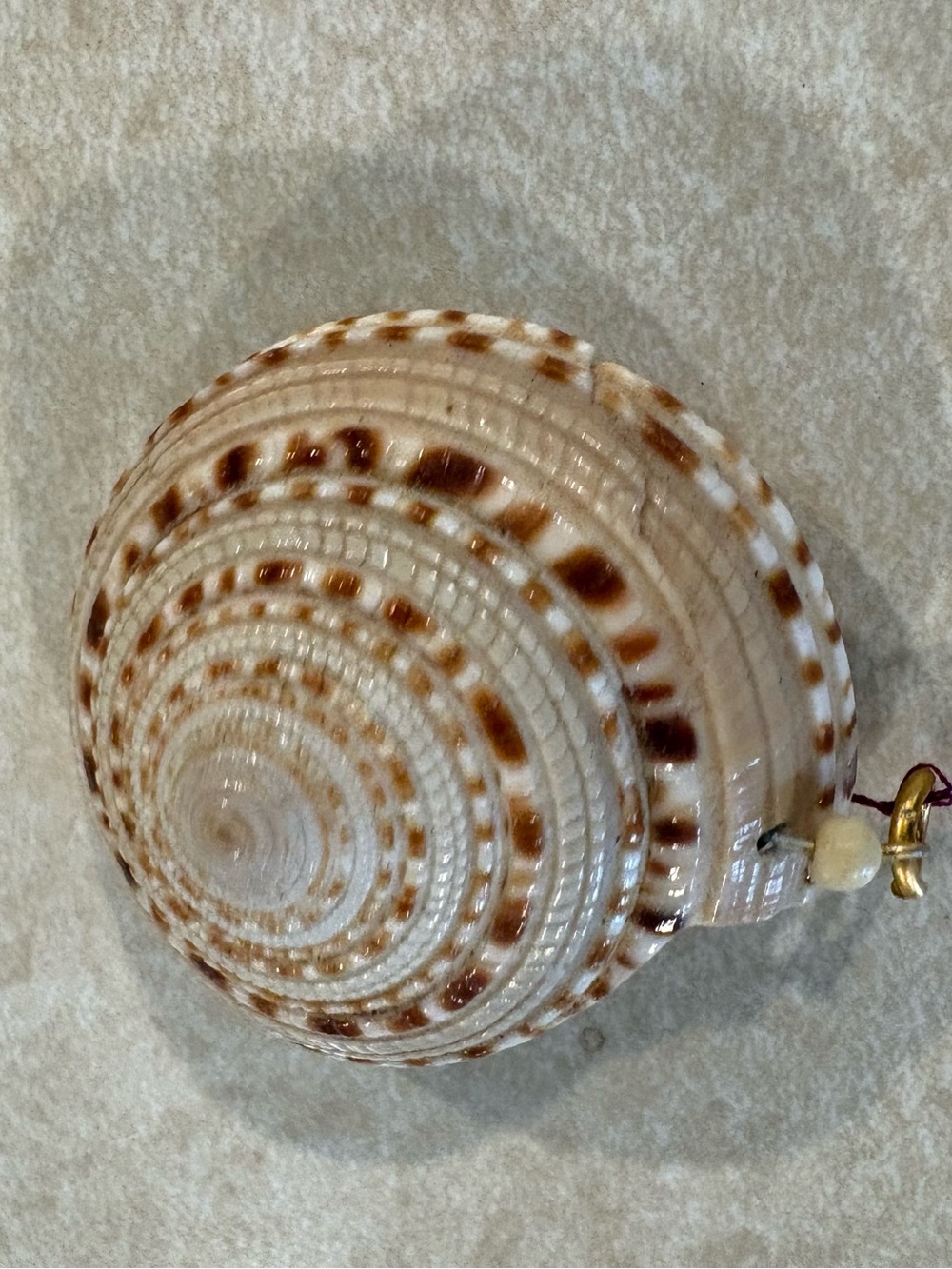Natural Spiral Sea Shell Pendant - Cream and Brown
